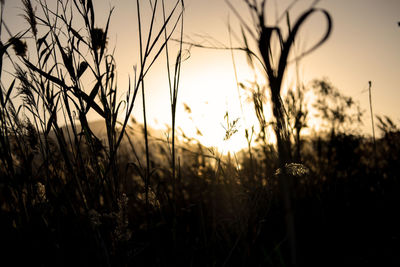 Plants growing on field at sunset