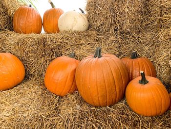 View of pumpkins against orange sky