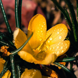 Close-up of wet plant