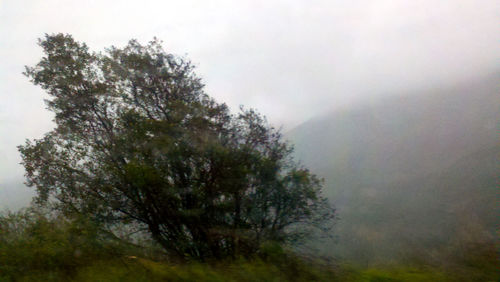 Trees in foggy weather