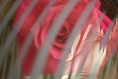 Close-up of pink rose