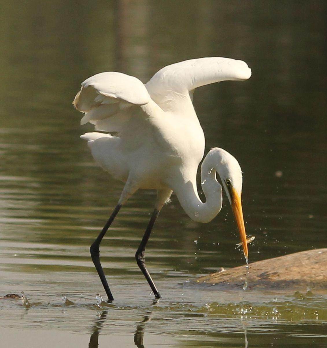 bird, animal themes, animals in the wild, wildlife, water, lake, swan, waterfront, white color, reflection, nature, swimming, beak, one animal, water bird, beauty in nature, rippled, side view, outdoors, no people