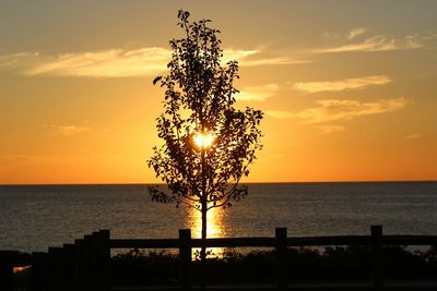 Silhouette tree by sea against sky during sunset