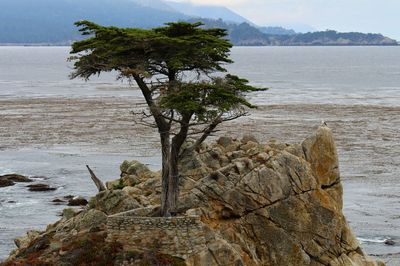 Tree on beach against sky