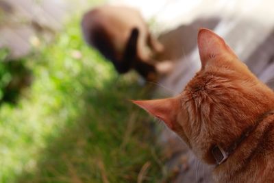 Close-up of ginger horse