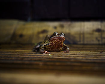 Close-up of frog on wood