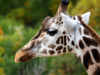Close-up of giraffe