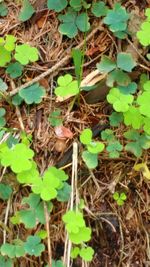 Plants growing on field