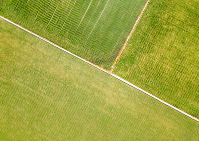 A green rice field aerial view close-up, a natural background