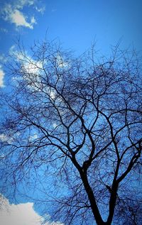 bare tree