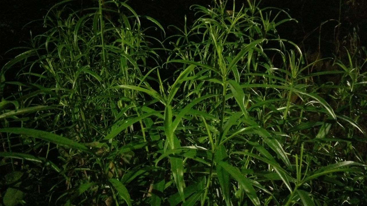 night, green color, growth, grass, nature, beauty in nature, plant, field, tranquility, outdoors, green, blade of grass, no people, close-up, drop, freshness, water, lush foliage, wet, growing