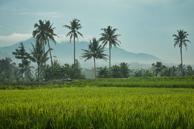 Scenic view of agricultural field against sky