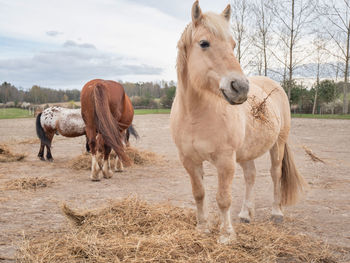 White isabela horse looking into camera. horses standing in ranch paddock