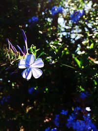 Close-up of purple flowers