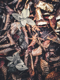Full frame shot of dried autumn leaves on land