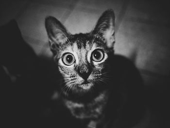 Close-up portrait of tabby cat