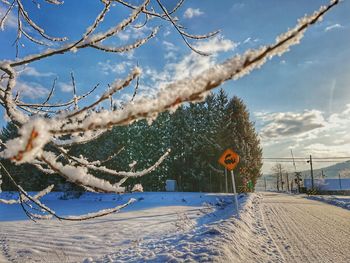 Scenic view of tree against sky during winter