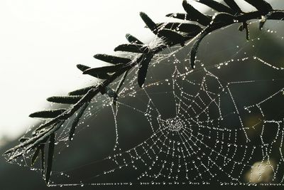 Close-up of spider web