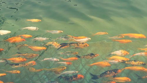 High angle view of koi carps swimming in water