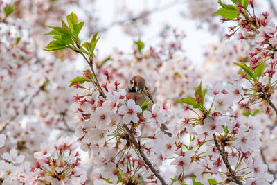 Close-up of cherry blossoms in spring