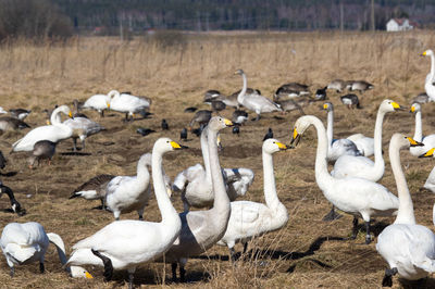 Birds on field