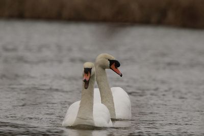 Swan floating on a lake