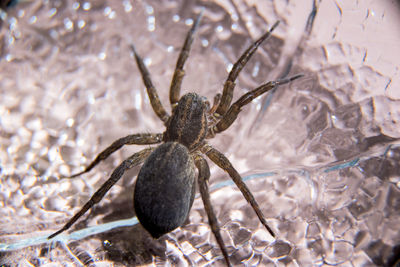 Close-up of spider