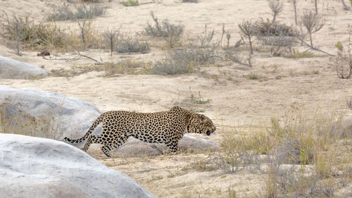 View of a cat on land