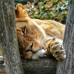 Lioness by wooden fence in zoo