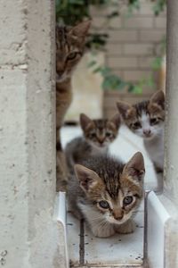 Mother with her kittens