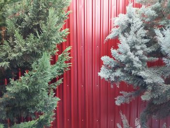 Close-up of christmas tree in snow