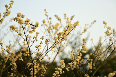 Low angle view of flowering plants against sky