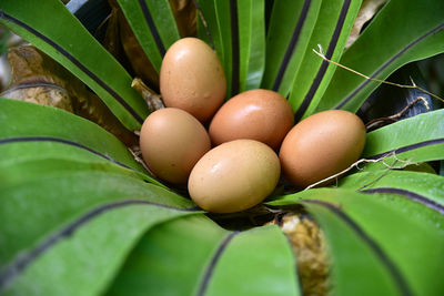 Close-up of fresh fruits on plant