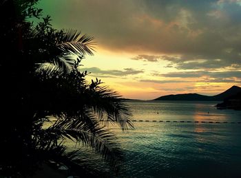 Silhouette palm tree by sea against sky at sunset