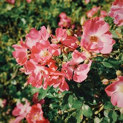 Close-up of pink flowers