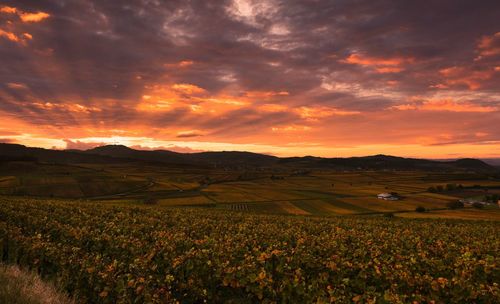 Scenic view of field against sky during sunset