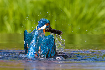 Close-up of bird swimming in lake