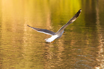 Seagull flying over a lake