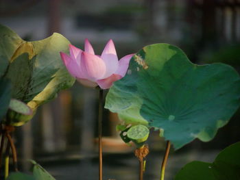 Close-up of pink lotus water lily in pond