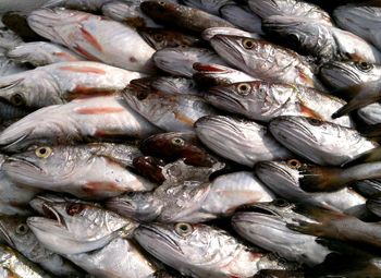 Full frame shot of dead fish