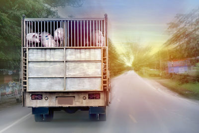 Pigs in truck on road during sunset