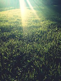 Scenic view of field against bright sun