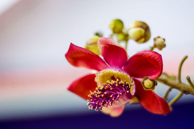 Close-up of red flower