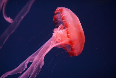 Close-up of jellyfish in water