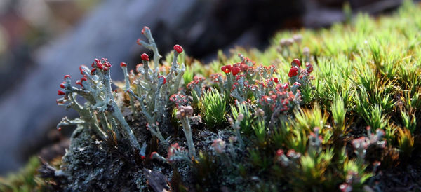 Close-up of flowering plants on field