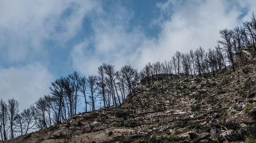 Low angle view of trees on mountain against sky