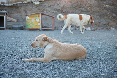 Side view of dog on street