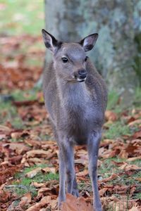 Close up of young sika deer among fallen leaves in autumn