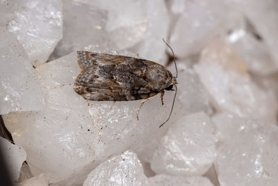 Close-up of insect on rock