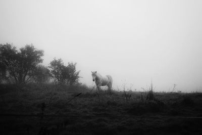 Animals grazing on field